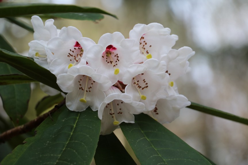 Botany Inspired Stitches – A Quilt&nbsp;Show