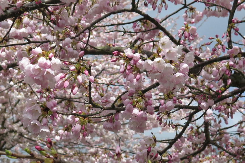 Cherry Blossoms: A Textile Translation&nbsp;2018